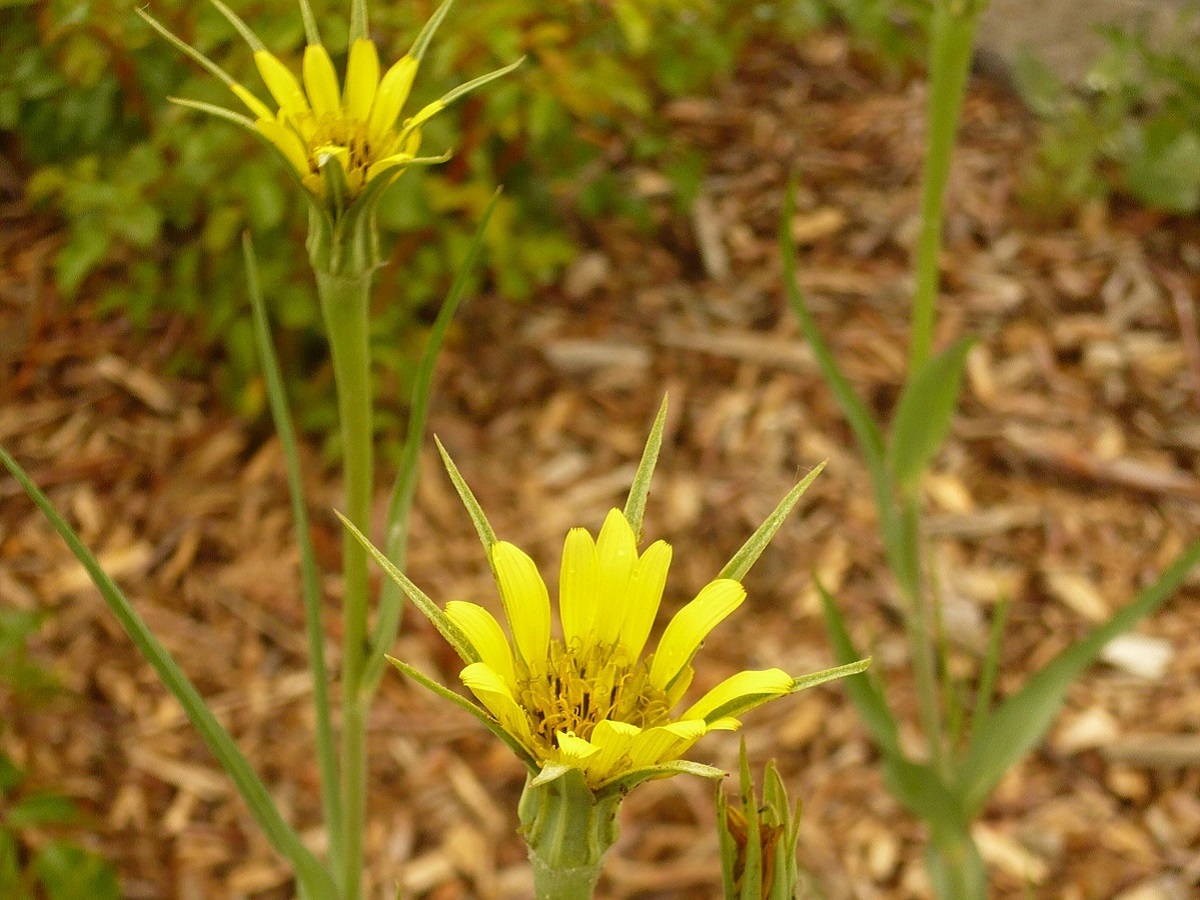 Tragopogon dubius (Asteraceae)